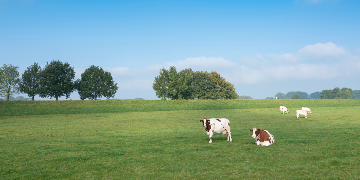 Read more about the article Kongres „Bonum Animalis Salutem”